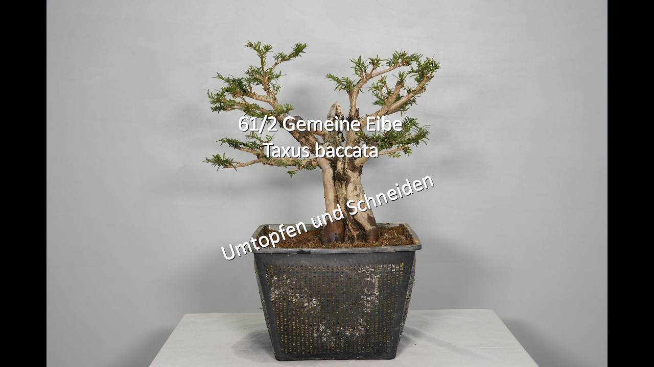 glückskastanie welche erde Pachira aquatica main image 1
