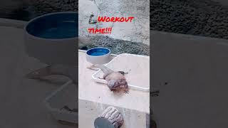 Lizard doing push-ups. Working out!!!