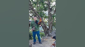 gà rừng giải nhất gáy cực xong.qaib qus qua zoo