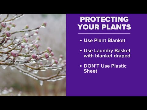 The best way to protect your plants from freezing temperatures - YouTube