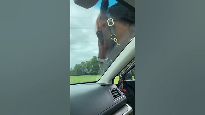 The Window Licker