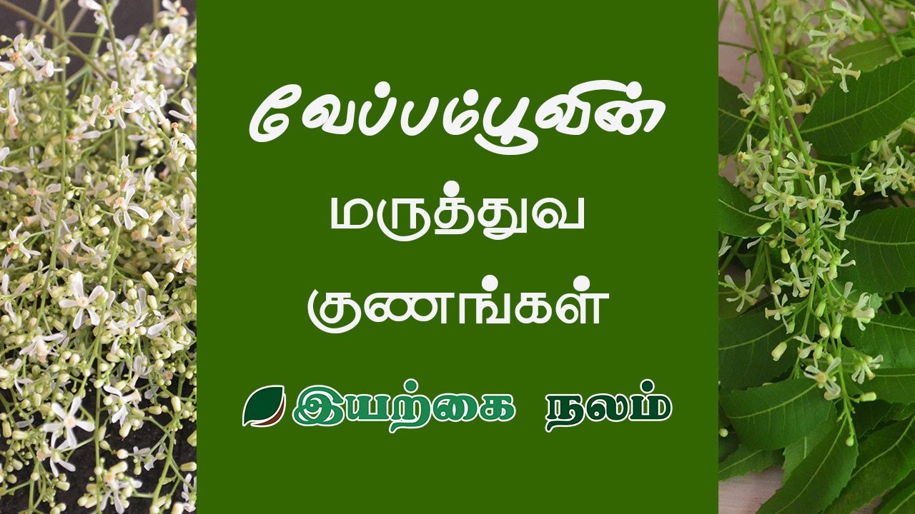 வாந்தி குமட்டல் நிற்க வேப்பம்பூ Neem Flower Benefits in Tamil