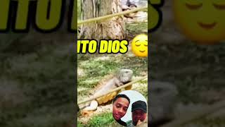 Está iguana salió como la canción infantil 🫪🫣😨🤣😰 #funny #memes #humor #comedia
