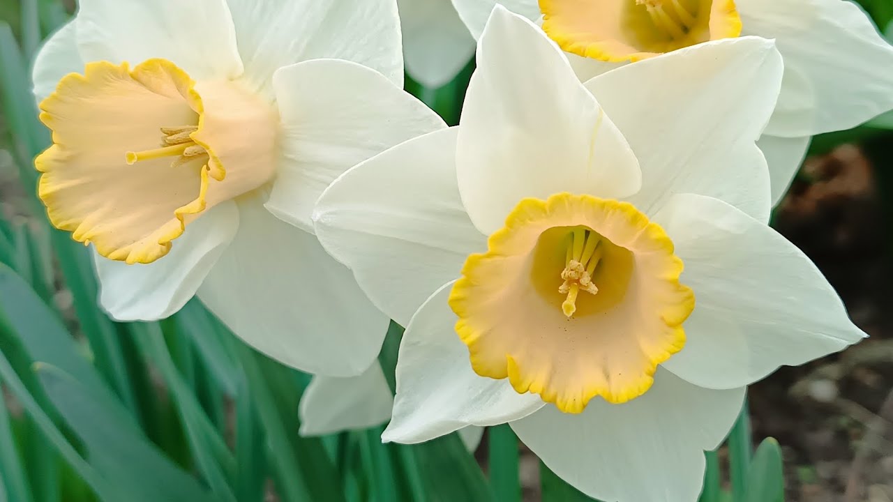 Нарциссы и... Прогулка по саду. Часть 3.