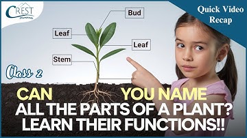 Class 2 Science Olympiad: Parts of a Plant & Their Functions | CREST Olympiads Learning