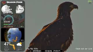 🦅Yesterday at SuperBeaks | Mar 18, 2026 - Zeagle's afternoon on the nest?👀Many nest visits today.💕