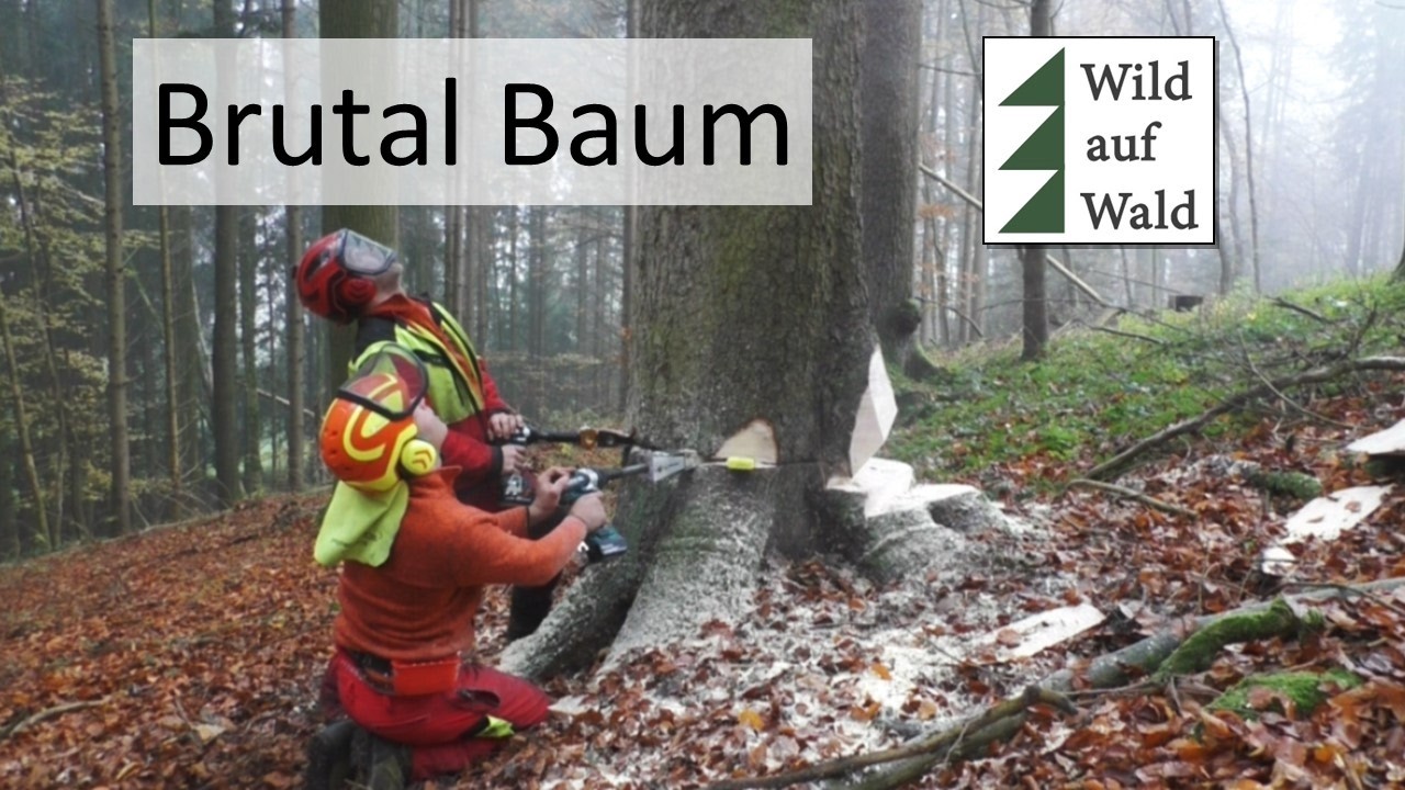 🌲Fällung einer Wertholz Fichte - in Folie verpackt - geht das gut?? #wildaufwald