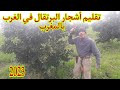 المغرب الأخضر تقليم أشجار البرتقال في الغرب بالمغرب 2023 0676767305