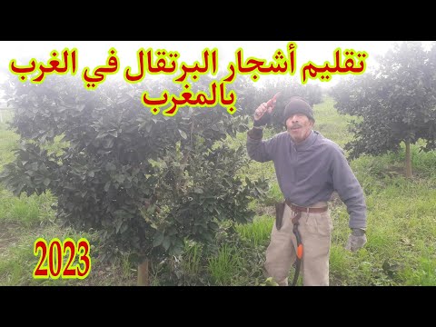 المغرب الأخضر تقليم أشجار البرتقال في الغرب بالمغرب 2023 0676767305
