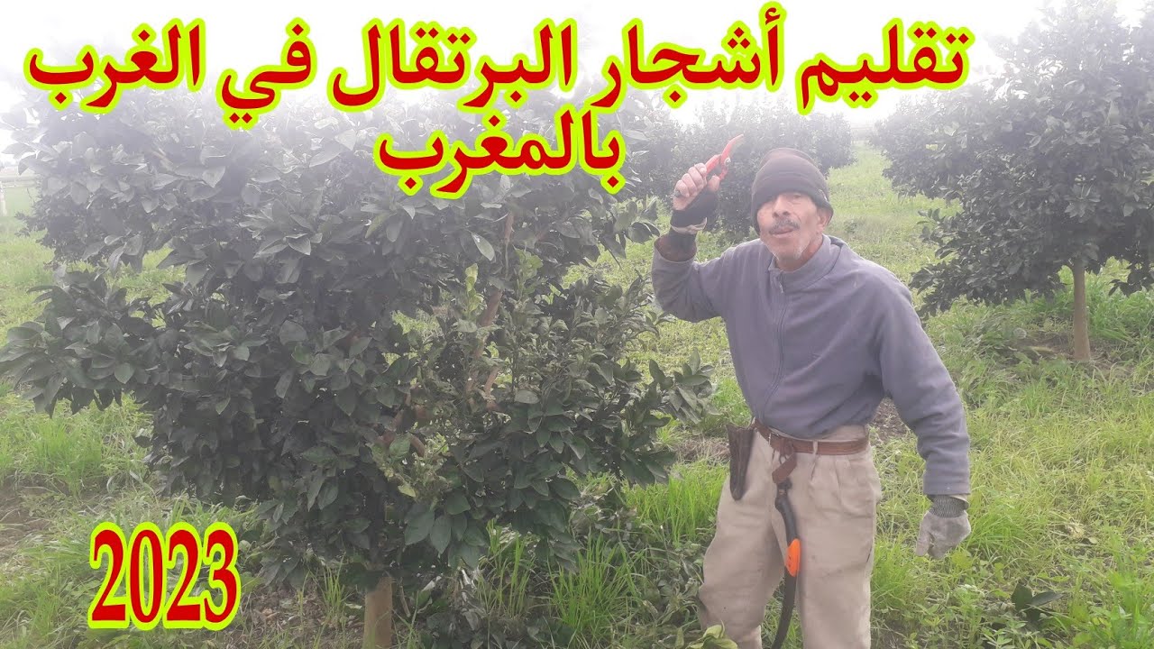 المغرب الأخضر تقليم أشجار البرتقال في الغرب بالمغرب 2023🍊0676767305
