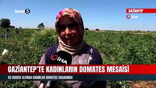 Gaziantep’te Kadınların Domates Mesaisi 45 Derece Altında Kadınlar Domates Hasadında Resimi