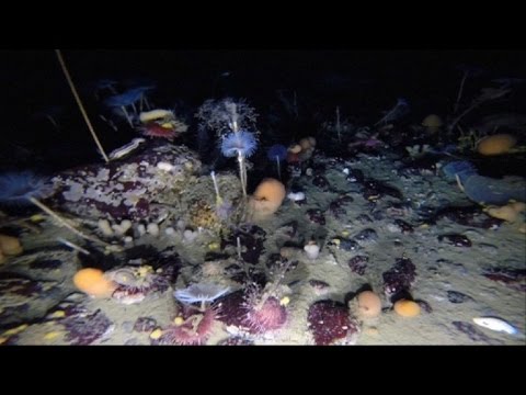 Vídeo: La Civilización Perdida De La Atlántida: Enterrada Bajo El Hielo De La Antártida - Vista Alternativa