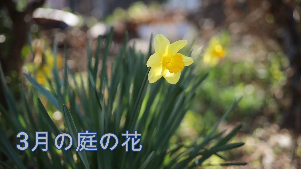 ガーデニングvlog 年3月の庭 春の花 ３月の花 クリスマローズ 水仙 Youtube