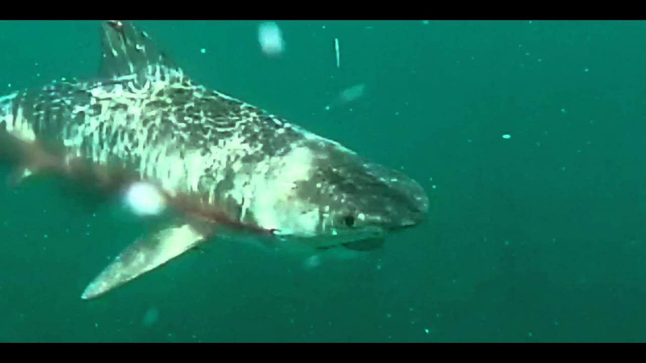 shark conservation foundation Like I Need Another Hole in My Head