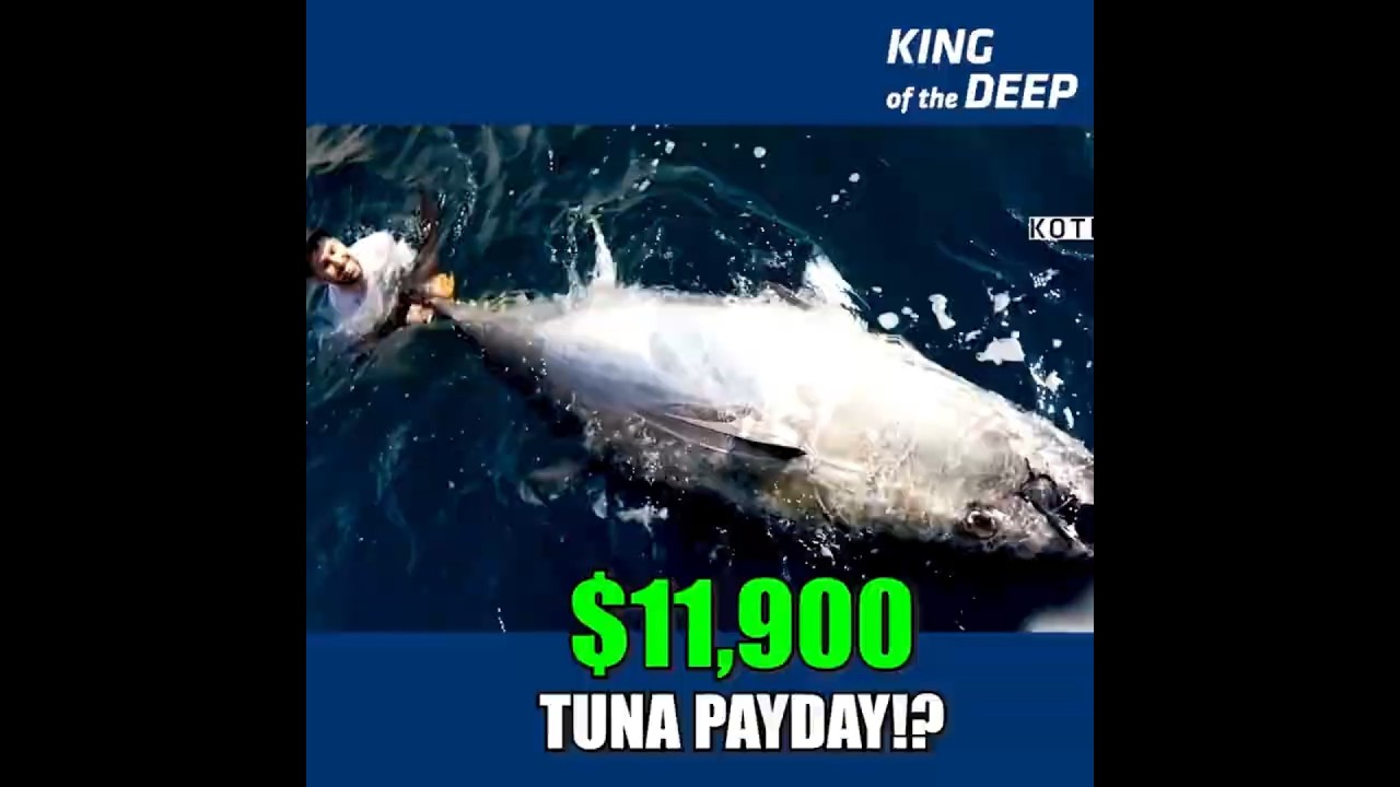 948-фунтовый монстр! Премия в 24 фунта! Тунец Ти Джея приносит 11 900 долларов, пока Адам борется...