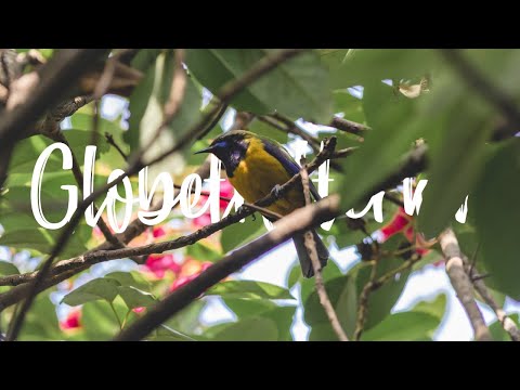 H.K. HIDDEN GEMS【 🌿 Tai Po Kau 大埔滘自然護理區 】Meet HK’s biologically diverse forest