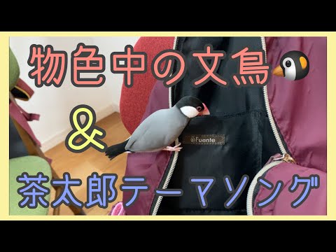 物色中の文鳥＆茶太郎テーマソング🐧　Java sparrow Java finch