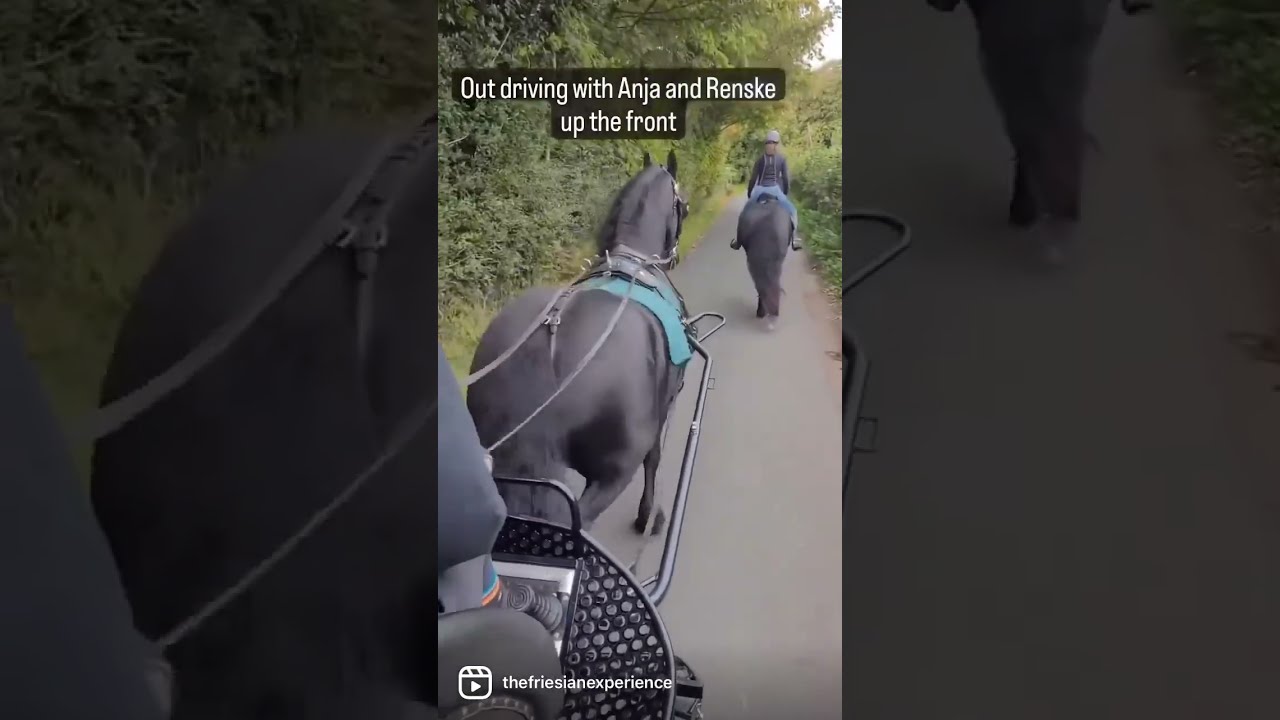Living The Dream With Our Black Beauties