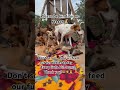 No dog should suffer please let us donate what we can to feed our dogs 🍱🥙🥗🐶🥘🥘🙏🙏🙏