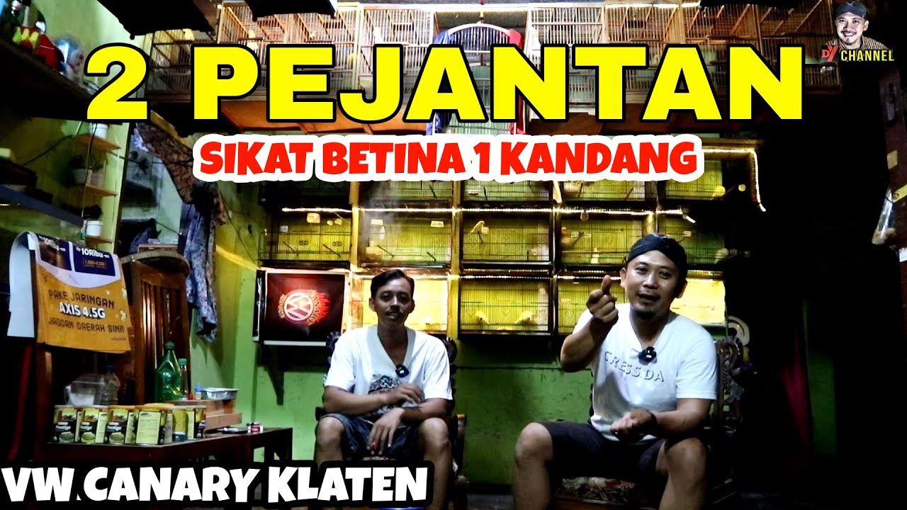 KERENN..!! Ternak Kenari Seri Besar Cukup  dengan 2 Pejantan Saja | VW CANARY KLATEN