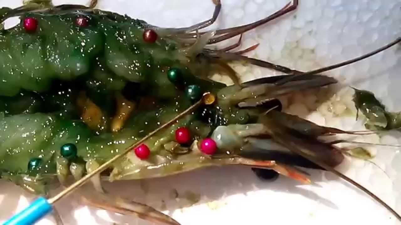 Shrimp Digestive - YouTube