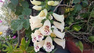 How to grow and care Foxgloves | Digitalis purpurea plant care in hindi