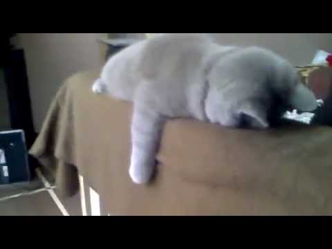 Hangover cat