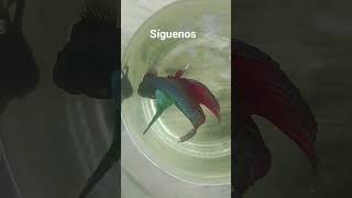 síguenos para más información sobre el tema de los betas
