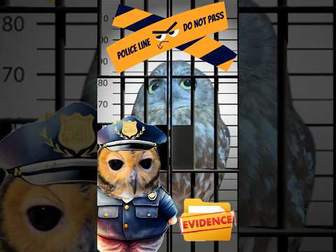 Detective Bibib!🕵️ #funnyanimals #owl #funnyvideo #funny #animals #cute #cuteanimals #owls