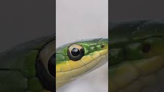 Photographers reflection in the Eye of a Snake