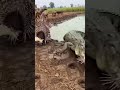 The crocodile thought the porcupine was easy prey—one bite proved it wrong#porcupine साही