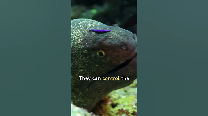 Fascinating Facts About Electric Eels #shorts