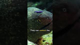Fascinating Facts About Electric Eels #shorts