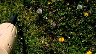 Redneck Organic Dandelion Weed Control