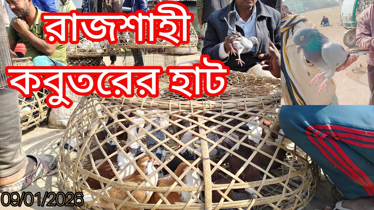 পার্ট-১ || গিরিবাজ কবুতরের আপডেট বাজার দর || কাটাখালি হাট || Katakhali Pigeon Market in Rajshahi ||