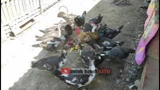 Entok Kawin Terus Tapi Telur Banyak Infertil || Ini Penyebabnya