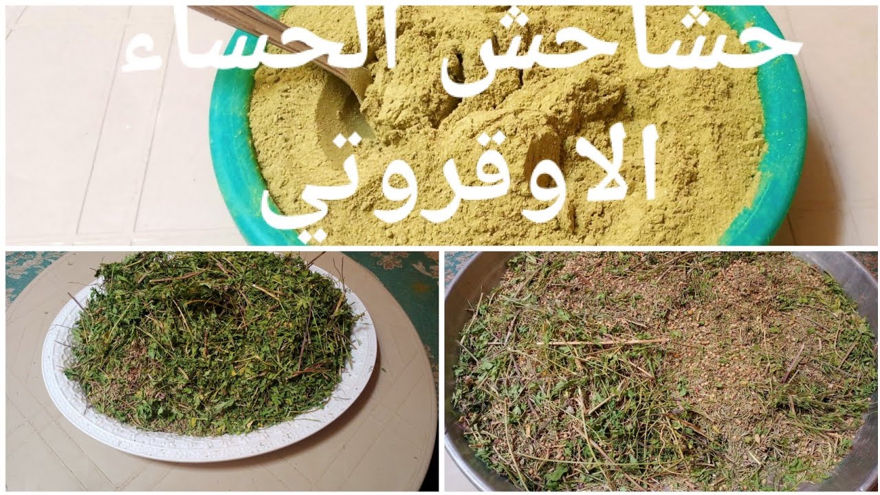 من تحضيرات سيدنا رمضان حشائش لتنكيه الحساء #الحساء_الاوقروتي