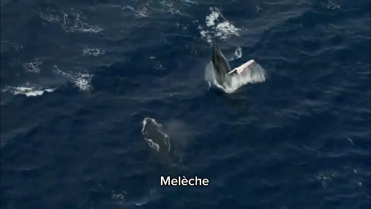 les aventures de melon et melèche part 3 YouTube