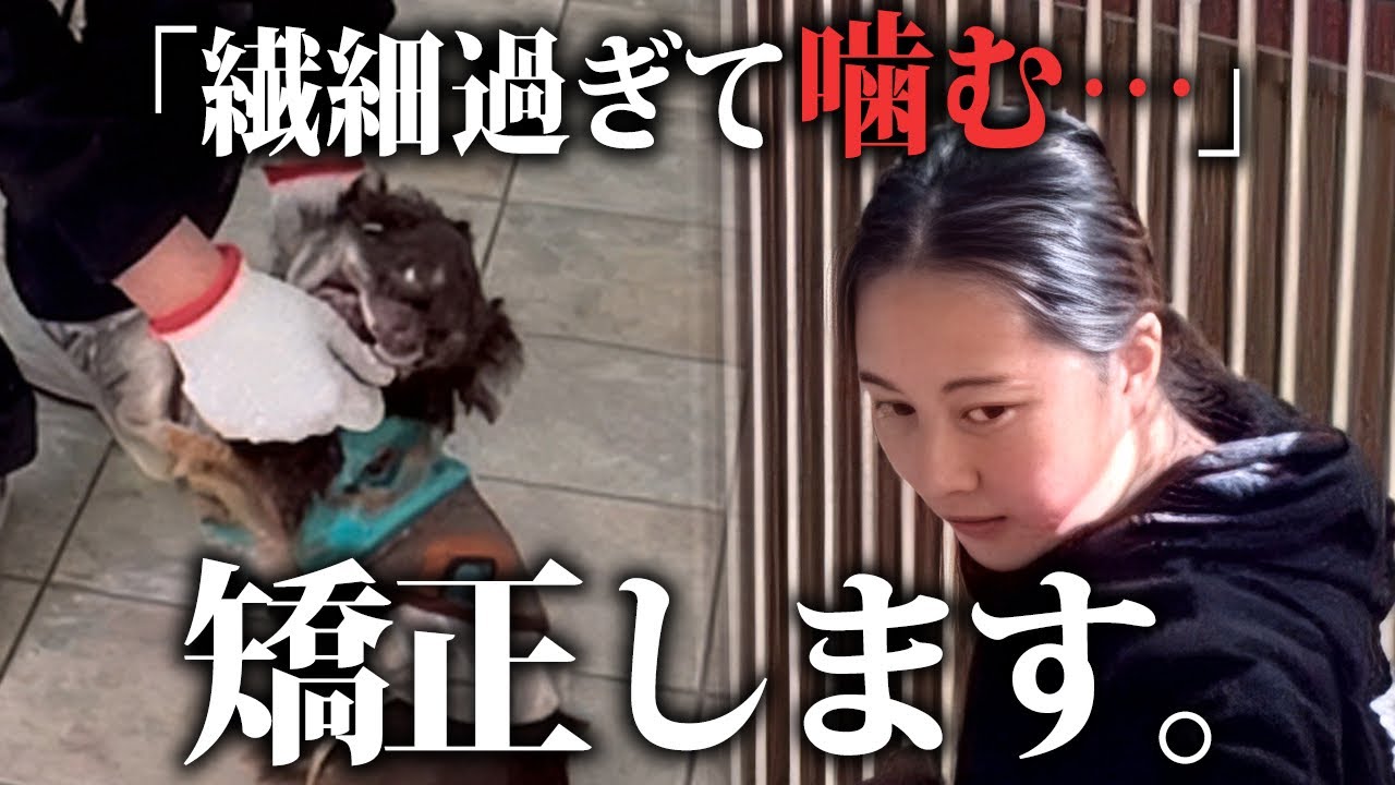 首元を持つと悲鳴を上げ噛むチワワさんのトレーニングを大公開！