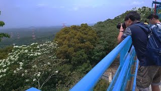 九華山天空步道桐花盛開2019 