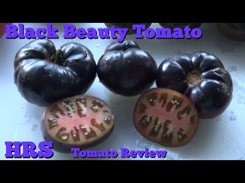 Video: Tomato Black Prince: opis sorte, fotografije, recenzije