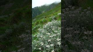 Bunga Edelweiss shorts nature edelweiss flowers mountains