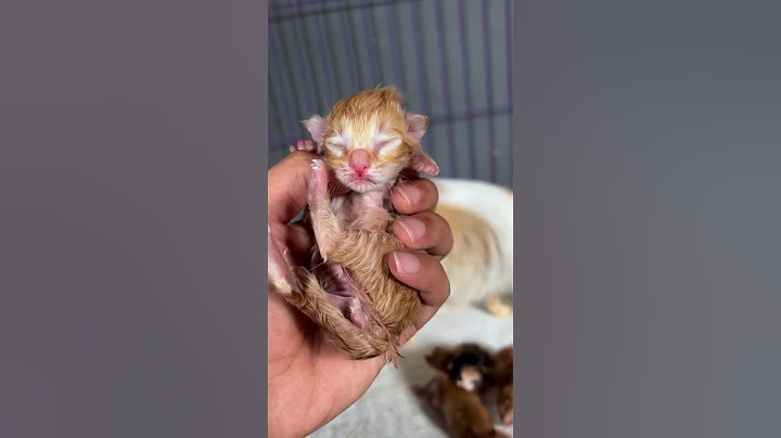 Anak kucing umur 1 hari Vs umur 3 hari 😍 #catlover #cat #kitten #kucinglucu