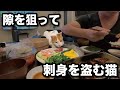 甘えんぼ猫と手巻き寿司をしたらこうなる…！我が家のリアルな晩御飯