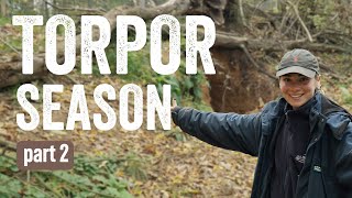 Download Lagu Torpor Season - Part 2 | What it's like in Diego's den! MP3