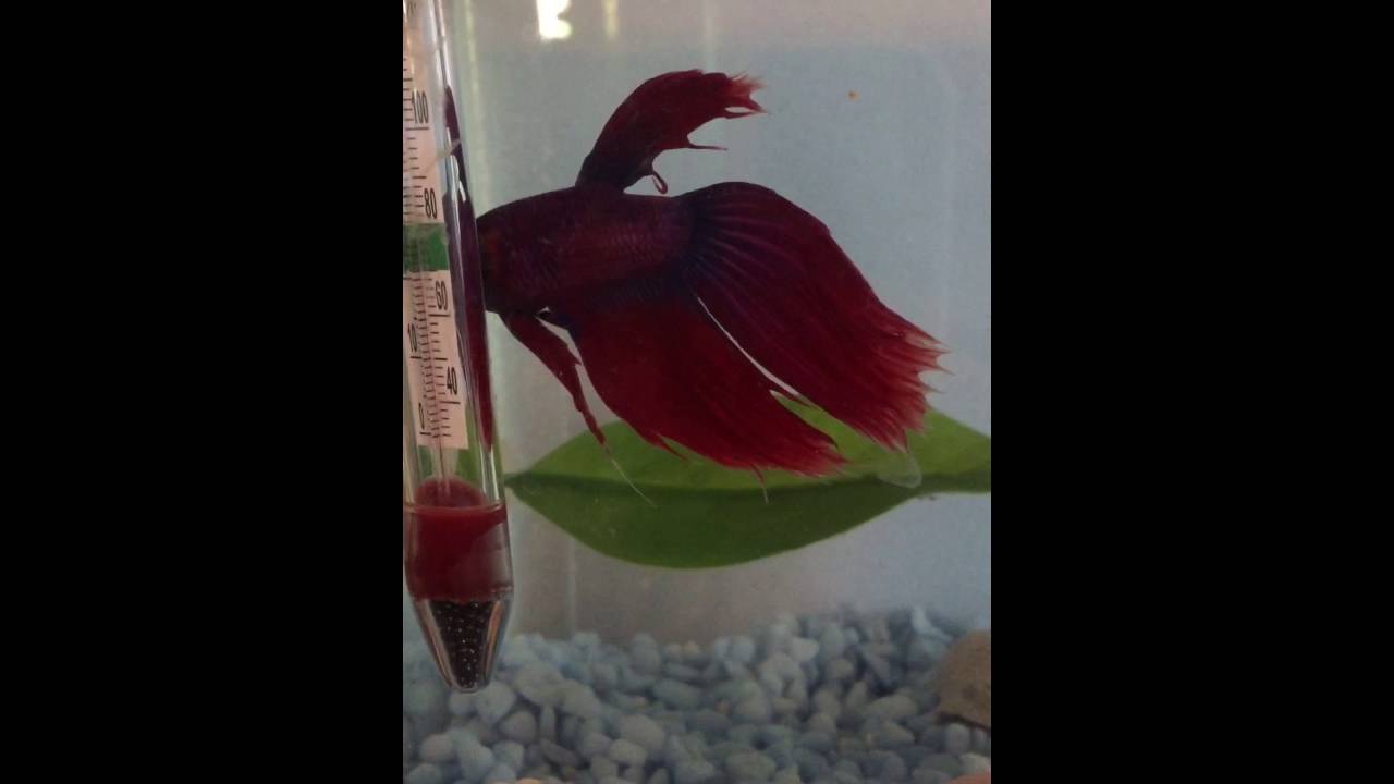 Betta Fin Rot 
