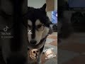 Malamute professordog handsomedog cuteroy smartdog