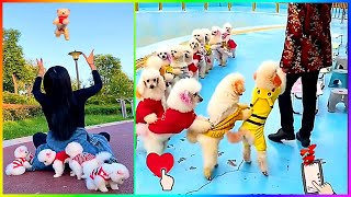 The Cutest and Funiest Mini Pomeranians in the World 😍 Chó Phốc Sóc Dễ Thương Nhất Thế Giới 🐾 #511 by Min Cute 5,288 views 2 months ago 8 minutes, 51 seconds