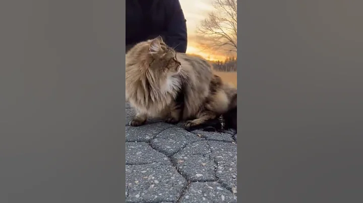 Video 11825441: meet norwegian forest cat, forest cat kittens, forest cat love, forest cat baby, baby kittens cat mother, cat breed, longing