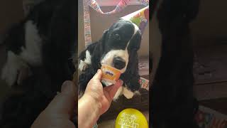 Senior Dog Gets A Frozen Birthday Treat| Cole The English Springer Spaniel #shorts